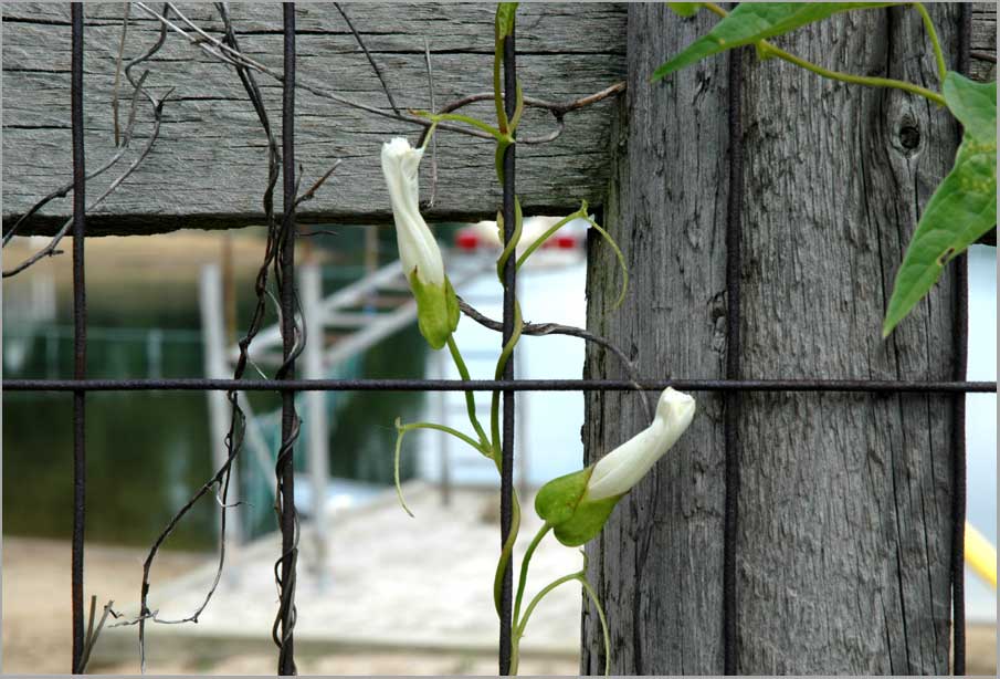 summer bindweed