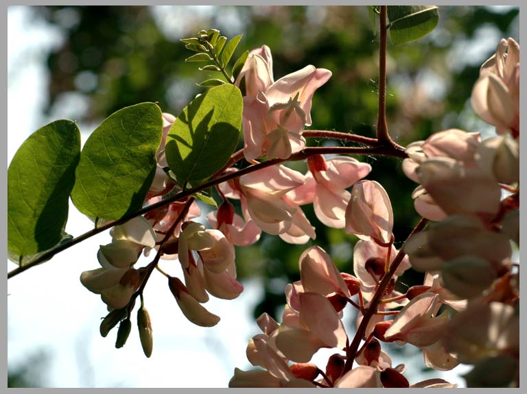 black locust