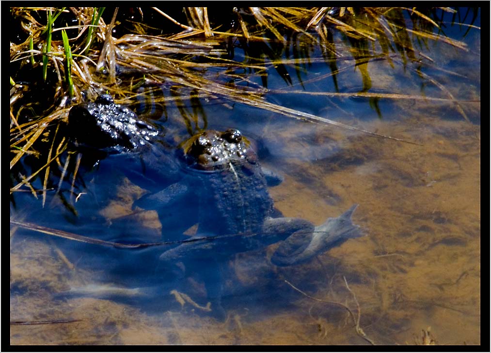 TOAD LOVE