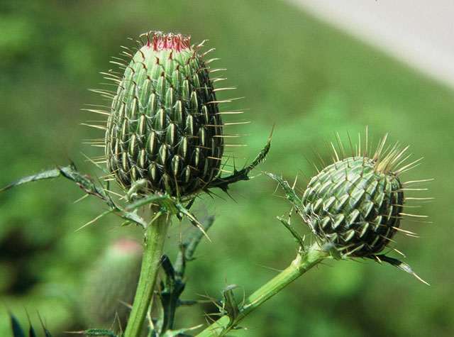 roadside bullthistle
