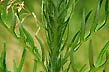 field thistle, leaves
