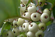 dogwood drupes