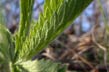 sweetgum fall