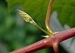 riparian grape