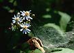 wavy-leaf aster
