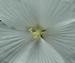 white hibiscus, center