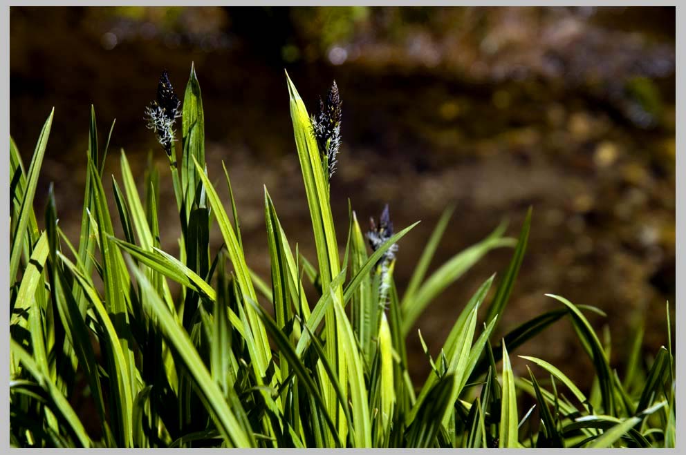 Spring Sedge (Carex scopulorum). Eagle Cap Wilderness