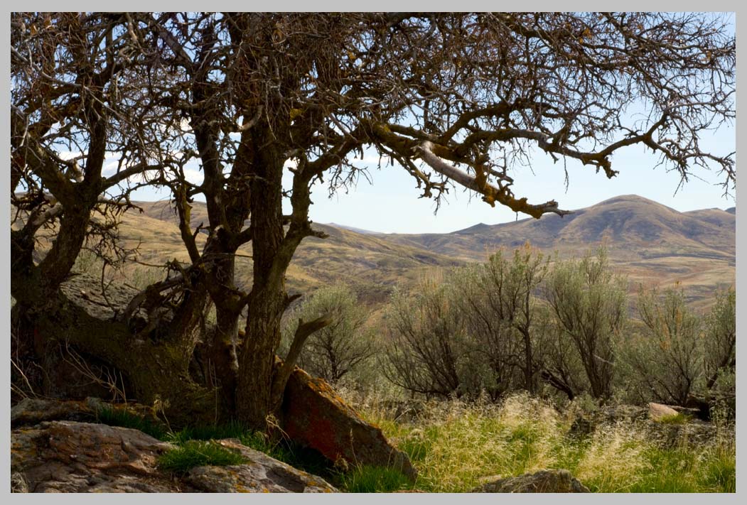 HACKBERRY on BASALT (Celtis reticulata)  in April sagebrush steppe