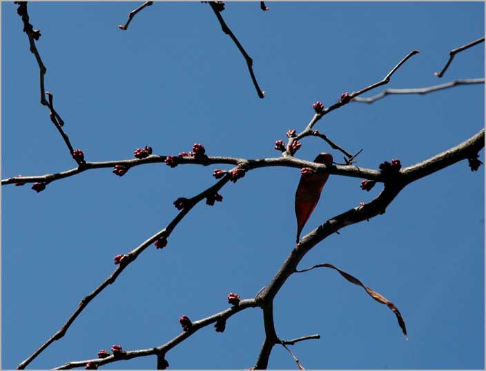 april redbud