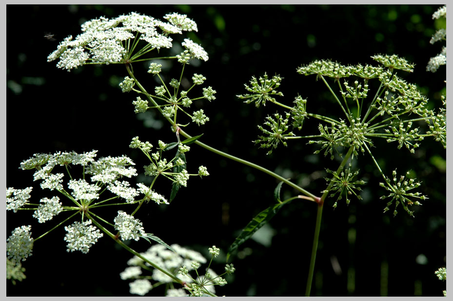 DEADLY WATER HEMLOCK (Cicuta maculata) 