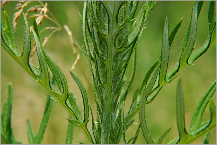 field thistle