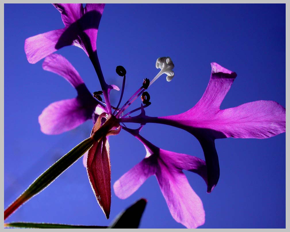 CLIFF CREGO | Pink Fairies (Clarkia pulchella), skyview