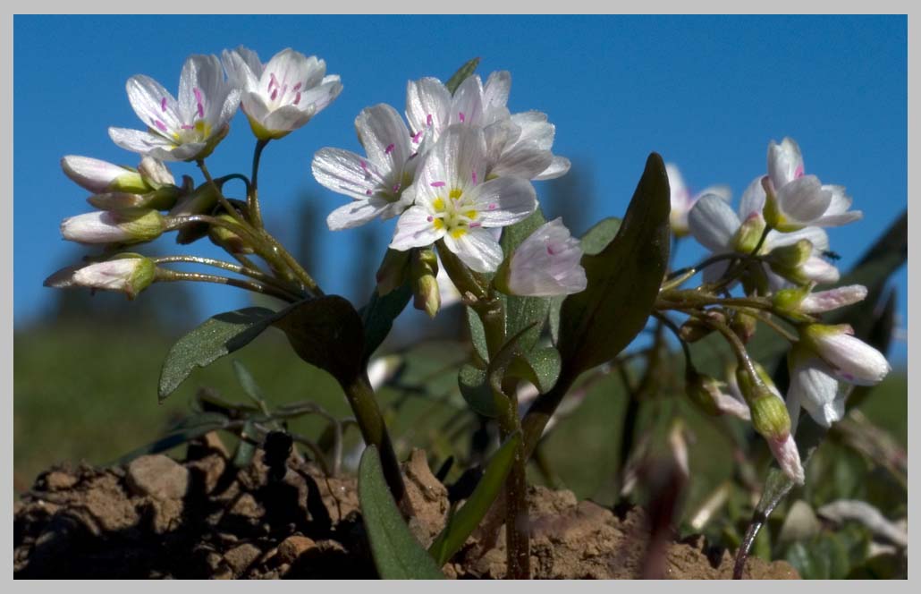 WESTERN SPRINGBEAUTY or INDIAN POTATO (Claytonia lanceolata)