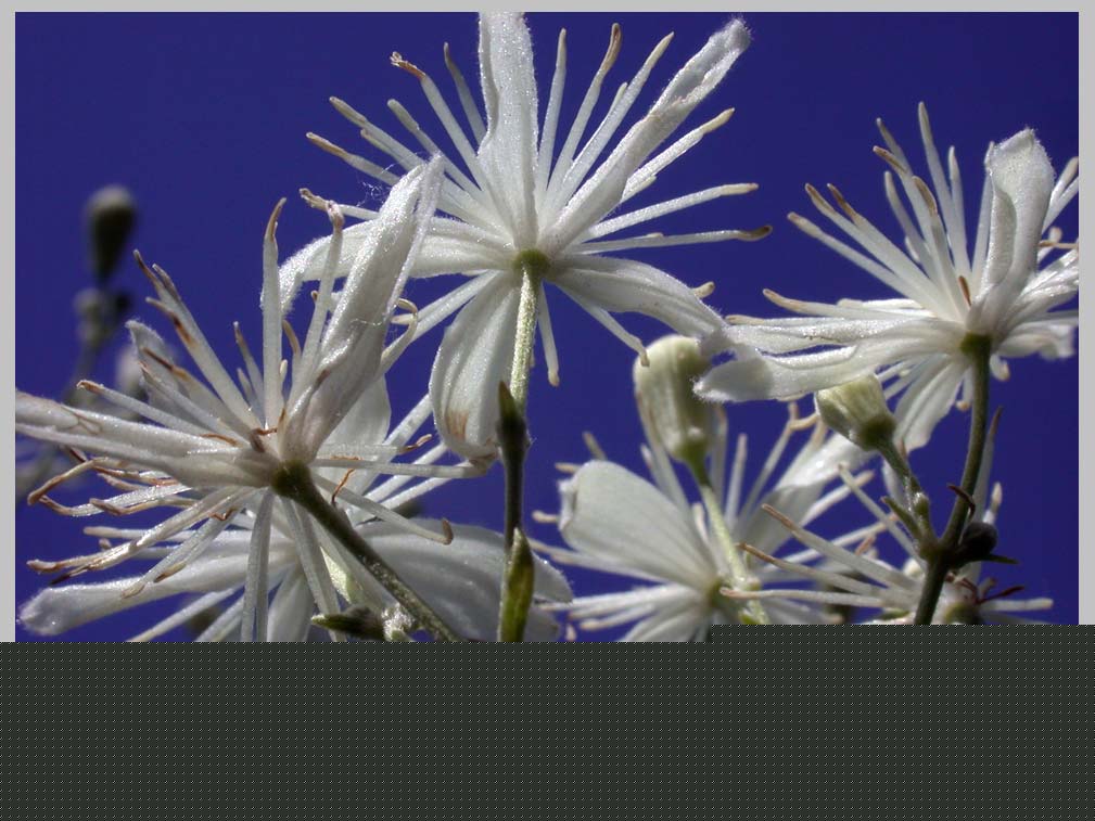 CLIFF CREGO | Virgin's Bower, June flowers, skyview (Clematis ligusticum)