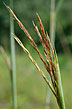 july big bluestem