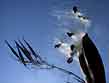 butterfly weed