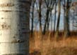 birch fall