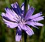clip of chicory