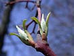 roughleaved dogwood
