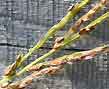 bermuda grass