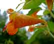 jewelweed, flower