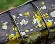 lichen fence