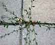 life in the cracks