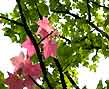 sweet gum