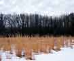 little blue winter