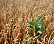MILKWEED IN WHEAT