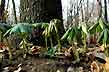 april mayapple