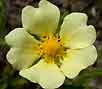 cinquefoil