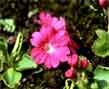 primula-first flower of spring