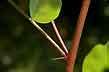 robinia, spine