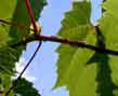 frost grape