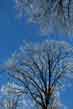 winter, swamp white oaks