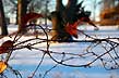 winter tangle