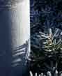 yew frost