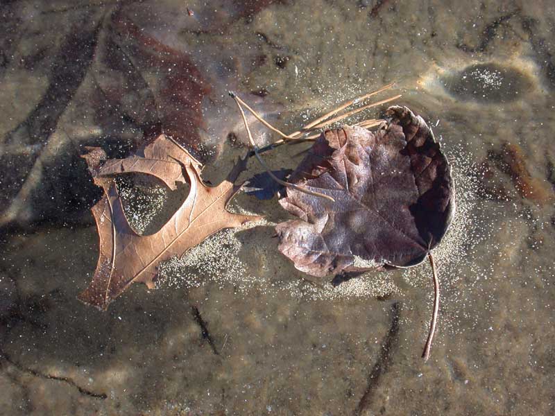 composition on ice