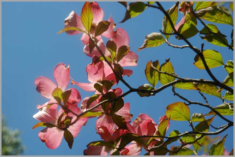 may dogwood
