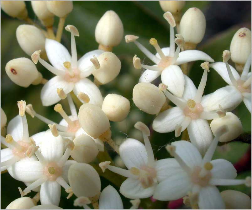 dogwood, closeup