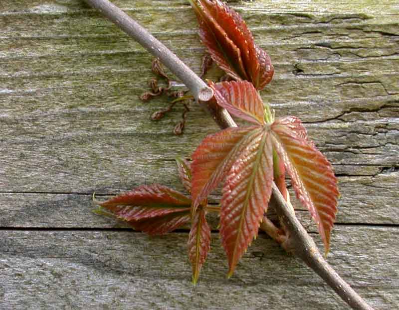 virginia creeper