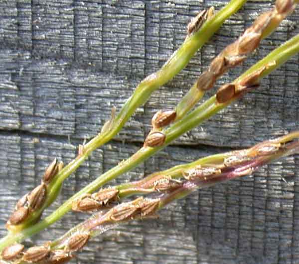 bermuda grass