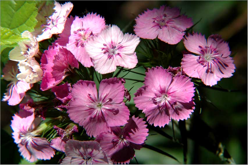 dianthus