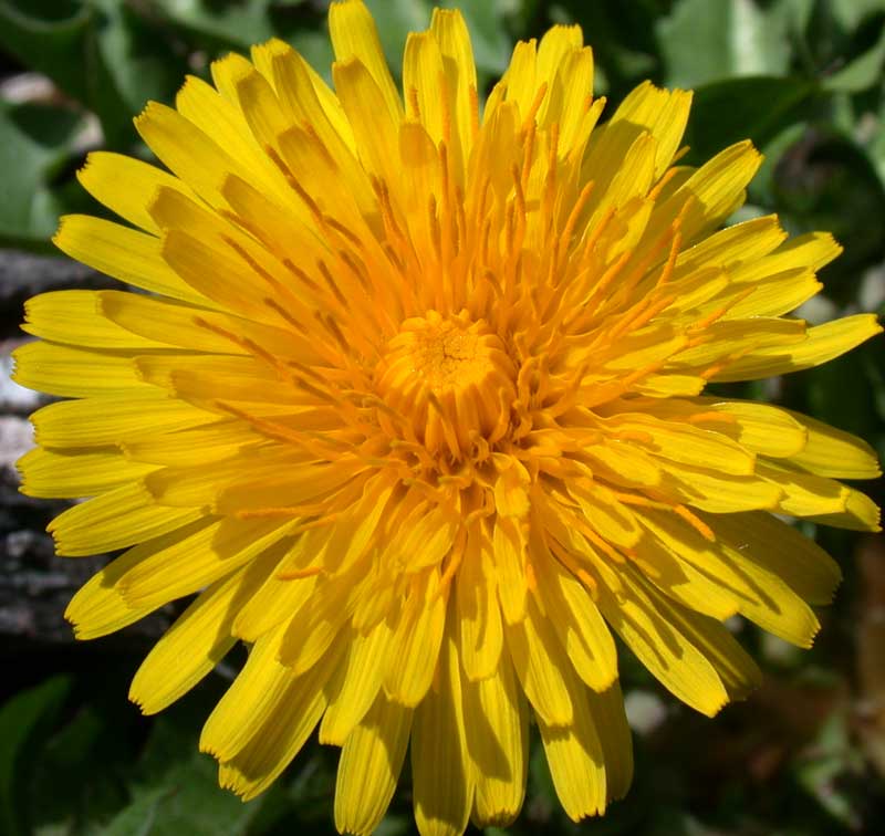 dandelion