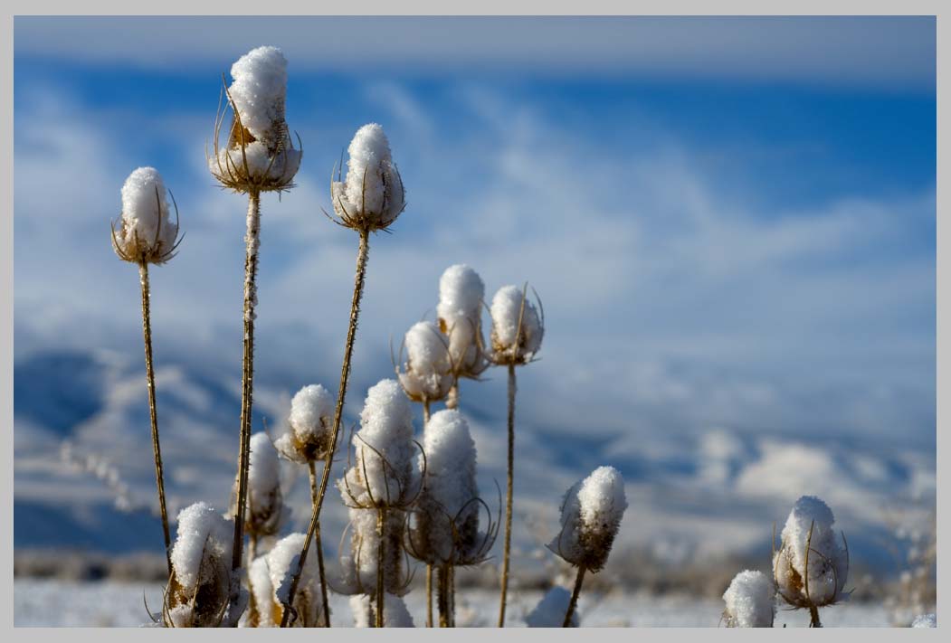 TEASEL w/ SNOW (Dipsacus fullonum), Eagle Valley, Oregon