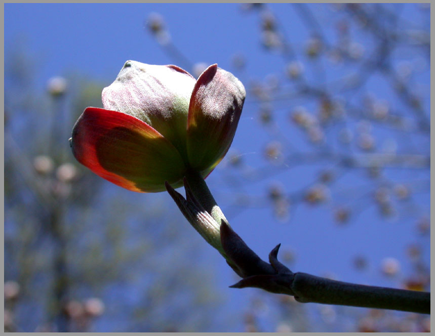 solitary dogwood
