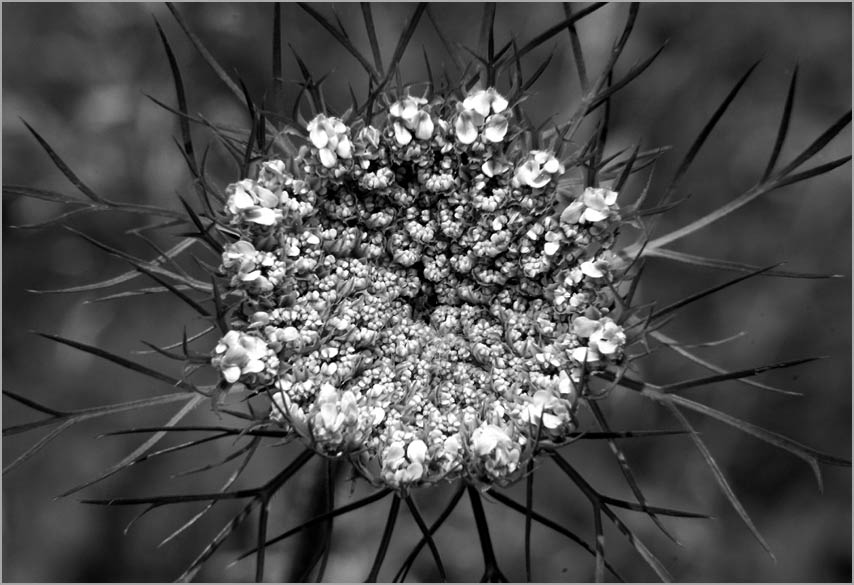 wild carrot