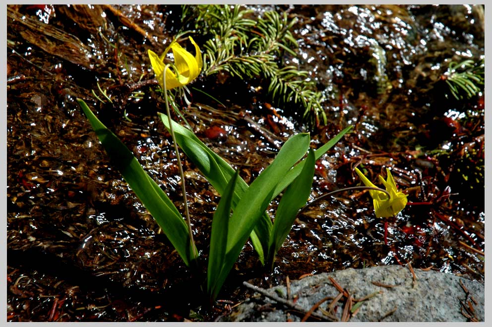 CLIFF CREGO | Glacier Lilies in snowmelt (Erythronium grandiflorum)