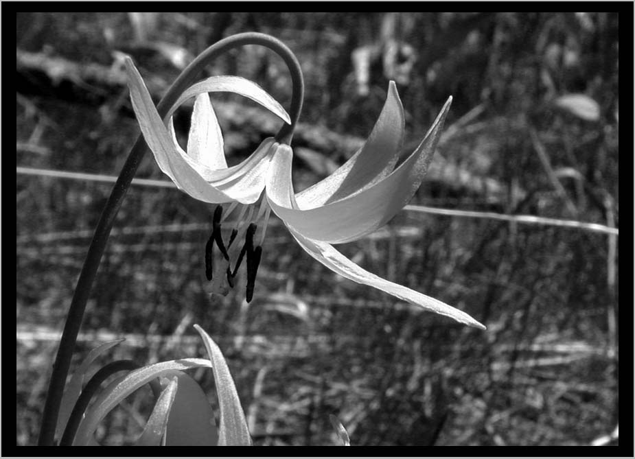 CLIFF CREGO | GLACIER LILY / Mountain Spring (Erythronium grandiflorum)
